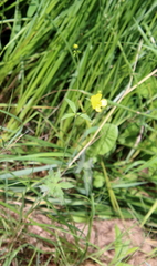 Ranunculus acris
