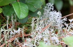 Cladonia rangiferina