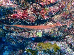 Aulostomus strigosus
