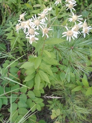 Doellingeria umbellata