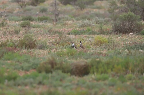 Banded Lapwing