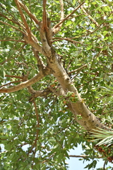 Ficus racemosa