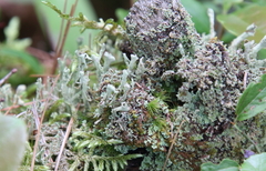 Cladonia squamosa
