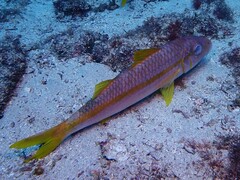 Mulloidichthys martinicus