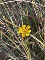 Bidens trichosperma