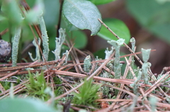 Cladonia ochrochlora