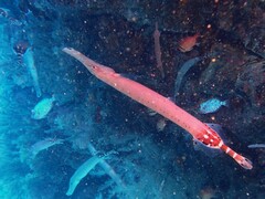 Aulostomus strigosus