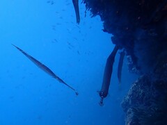 Aulostomus strigosus