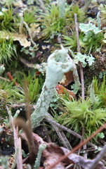 Cladonia pyxidata