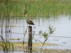 Callonetta leucophrys