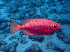 Heteropriacanthus fulgens