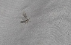 Acentria ephemerella