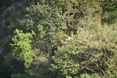 Neophron percnopterus