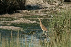 Botaurus lentiginosus