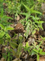 Monarda fistulosa