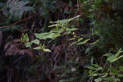 Hypericum grandifolium