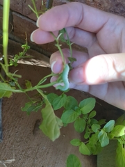 Trichoplusia ni