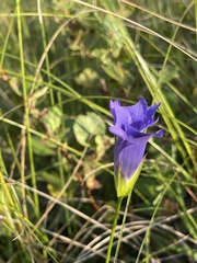 Gentianopsis virgata