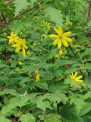 Helianthus decapetalus