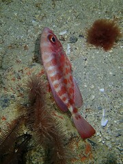 Heteropriacanthus fulgens
