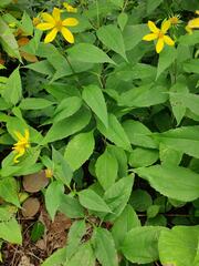 Helianthus decapetalus