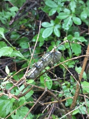 Xylophanes falco