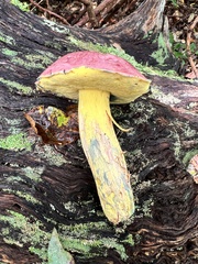 Butyriboletus roseopurpureus