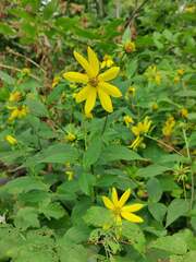 Helianthus decapetalus