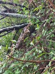 Xylophanes falco