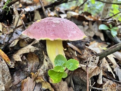 Butyriboletus roseopurpureus