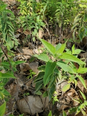 Monarda fistulosa