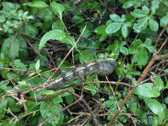 Xylophanes falco