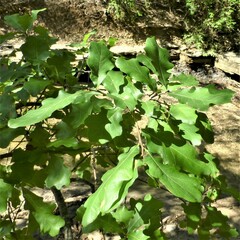 Quercus sinuata