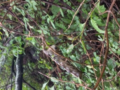 Xylophanes falco