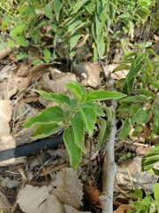 Monarda fistulosa