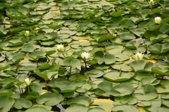 Nymphaea
