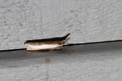 Crambus