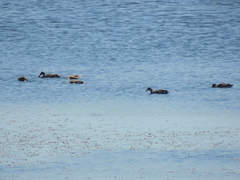 Callonetta leucophrys