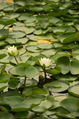Nymphaea