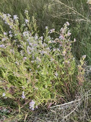 Symphyotrichum subspicatum
