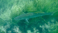 Atractoscion nobilis