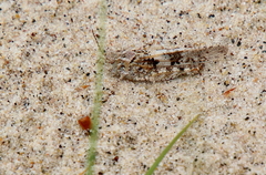 Trimerotropis huroniana