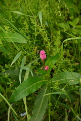 Persicaria