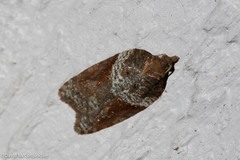 Acleris