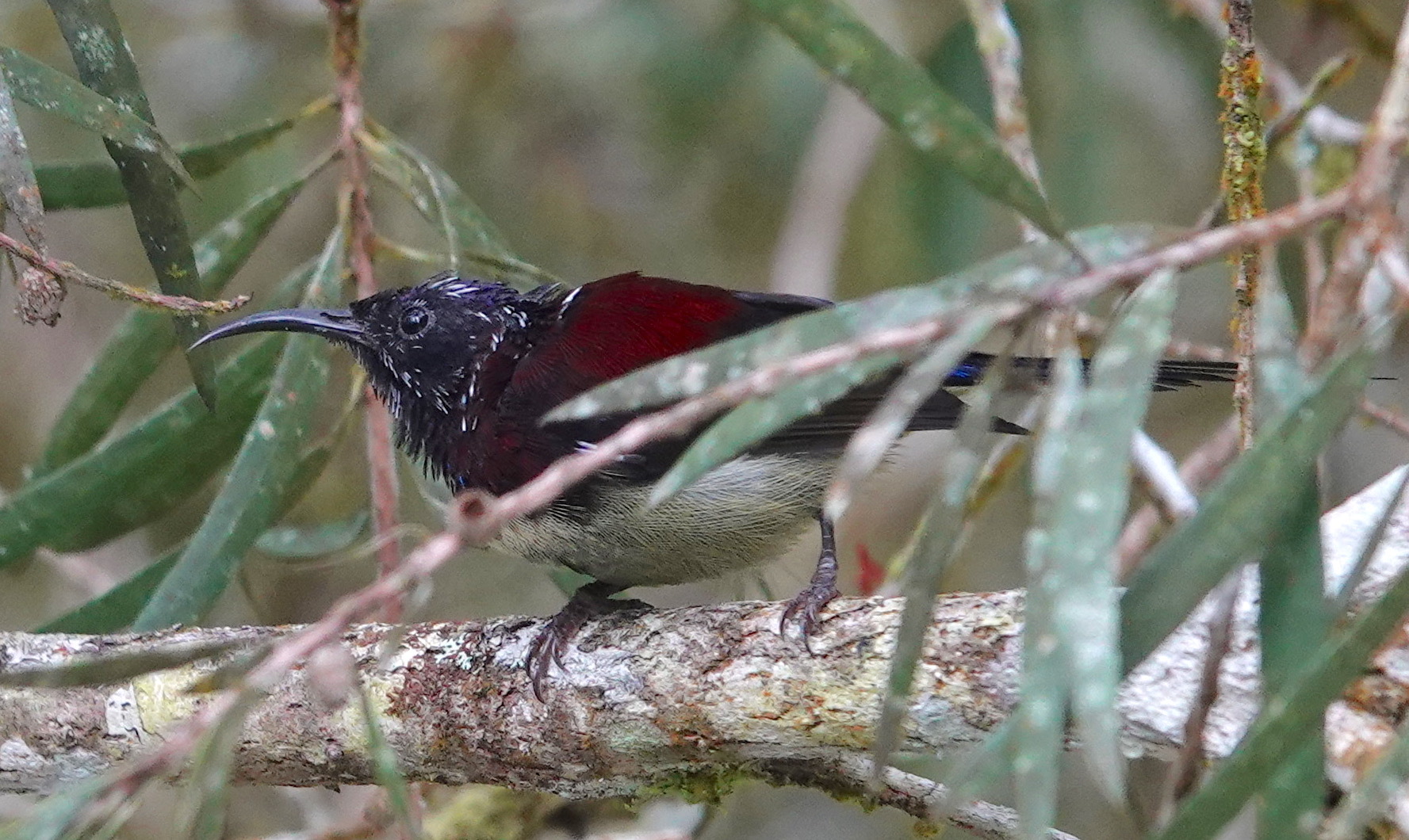 Black-throated Sunbird illustration