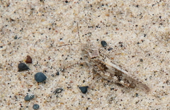 Trimerotropis huroniana