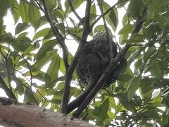 Coendou longicaudatus