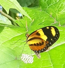 Mechanitis lysimnia nesaea