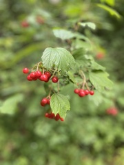Viburnum opulus