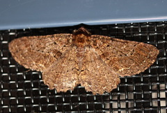 Paradromulia ambigua